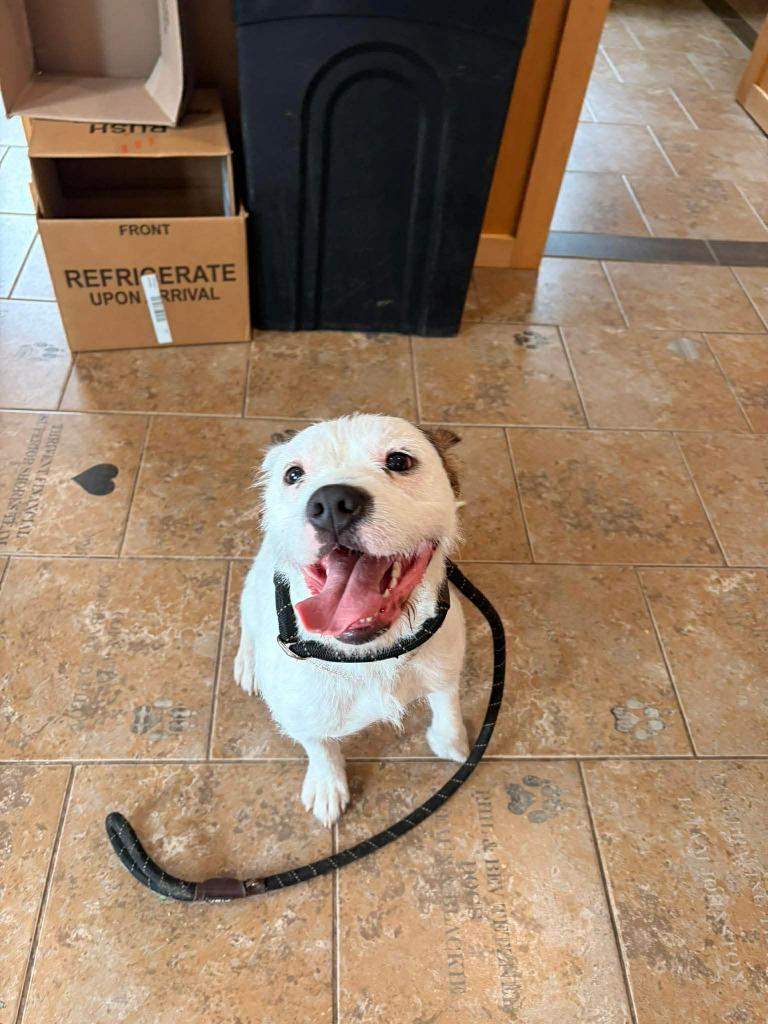 Enlarge Boulder, a Adoptable mixed breed in Ashland, WI image 2/5