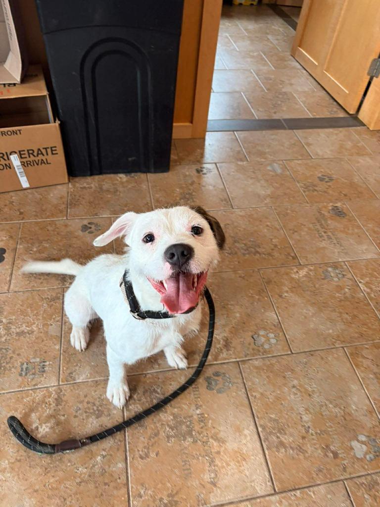 Enlarge Boulder, a Adoptable mixed breed in Ashland, WI image 4/5