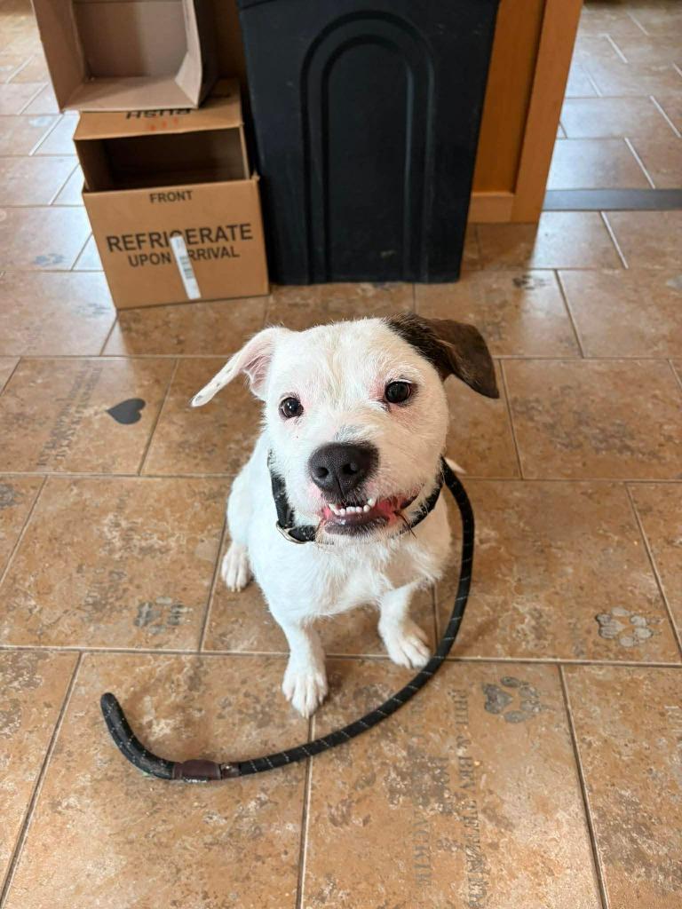 Enlarge Boulder, a Adoptable mixed breed in Ashland, WI image 5/5