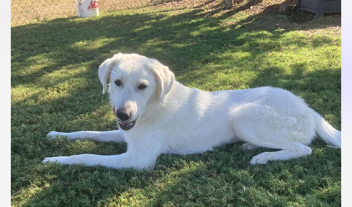 Lilo cs, Adoptable, Young Female Labrador Retriever.