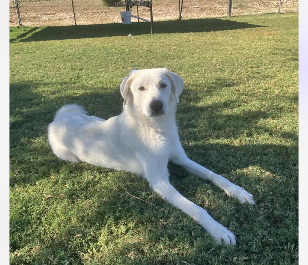 Enlarge Lilo cs, a Adoptable mixed breed in Columbia, MD image 2/4