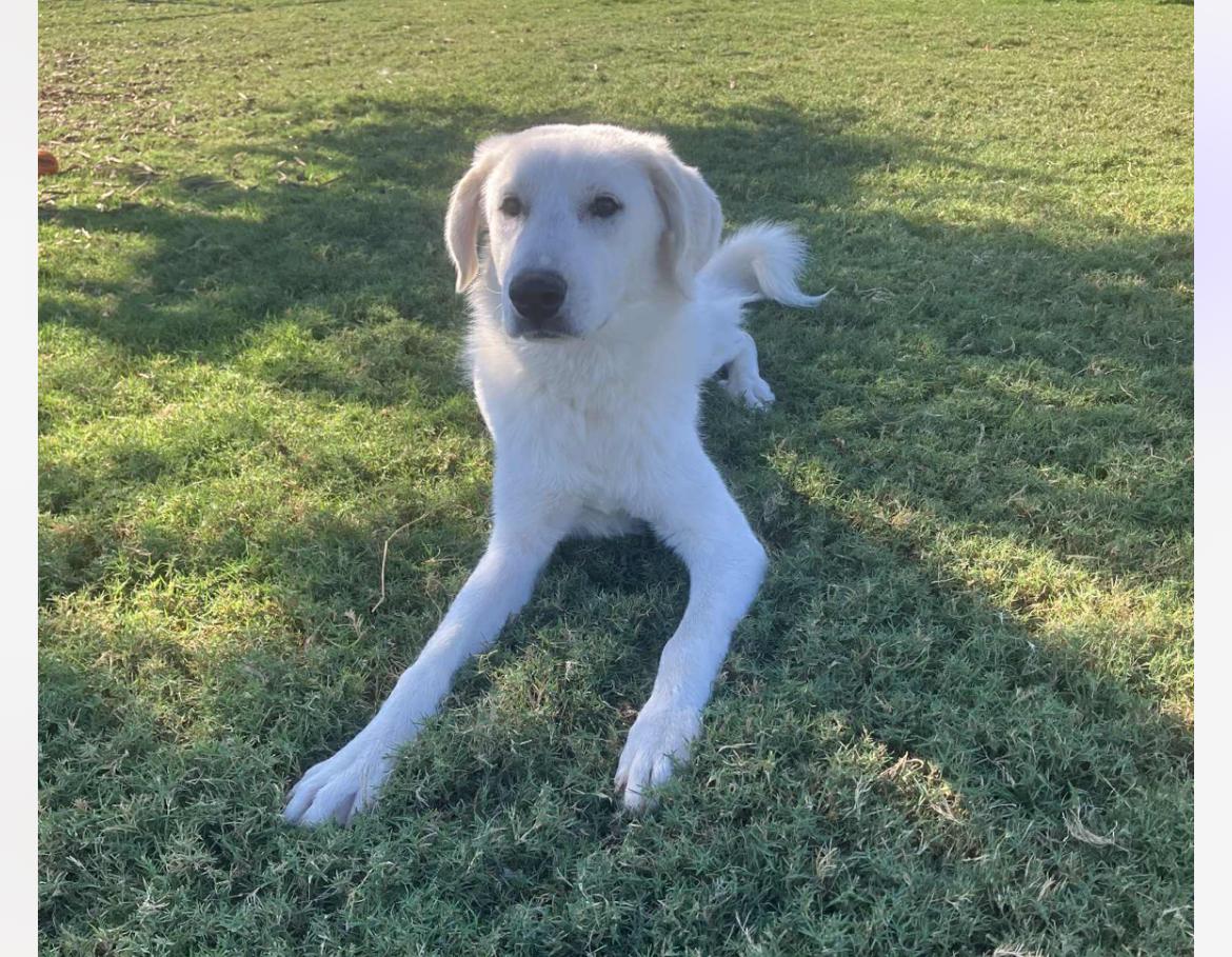 Enlarge Lilo cs, a Adoptable mixed breed in Columbia, MD image 3/4