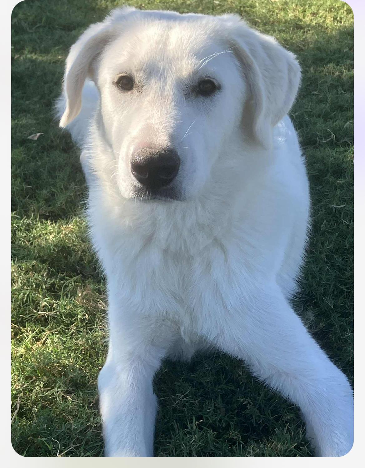 Enlarge Lilo cs, a Adoptable mixed breed in Columbia, MD image 4/4