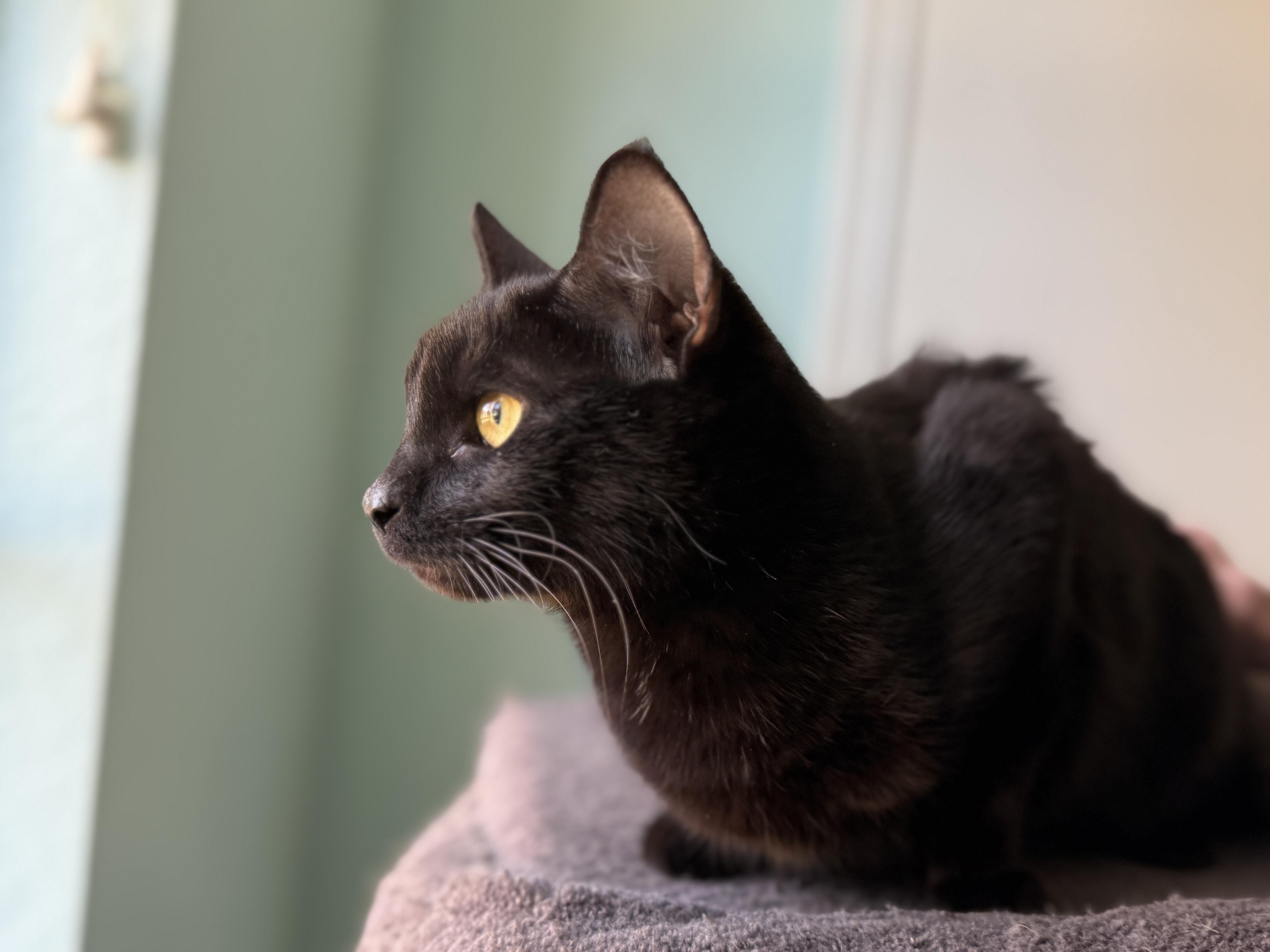 Enlarge Tilly, an adopted Domestic Short Hair in Keller, TX image 3/4