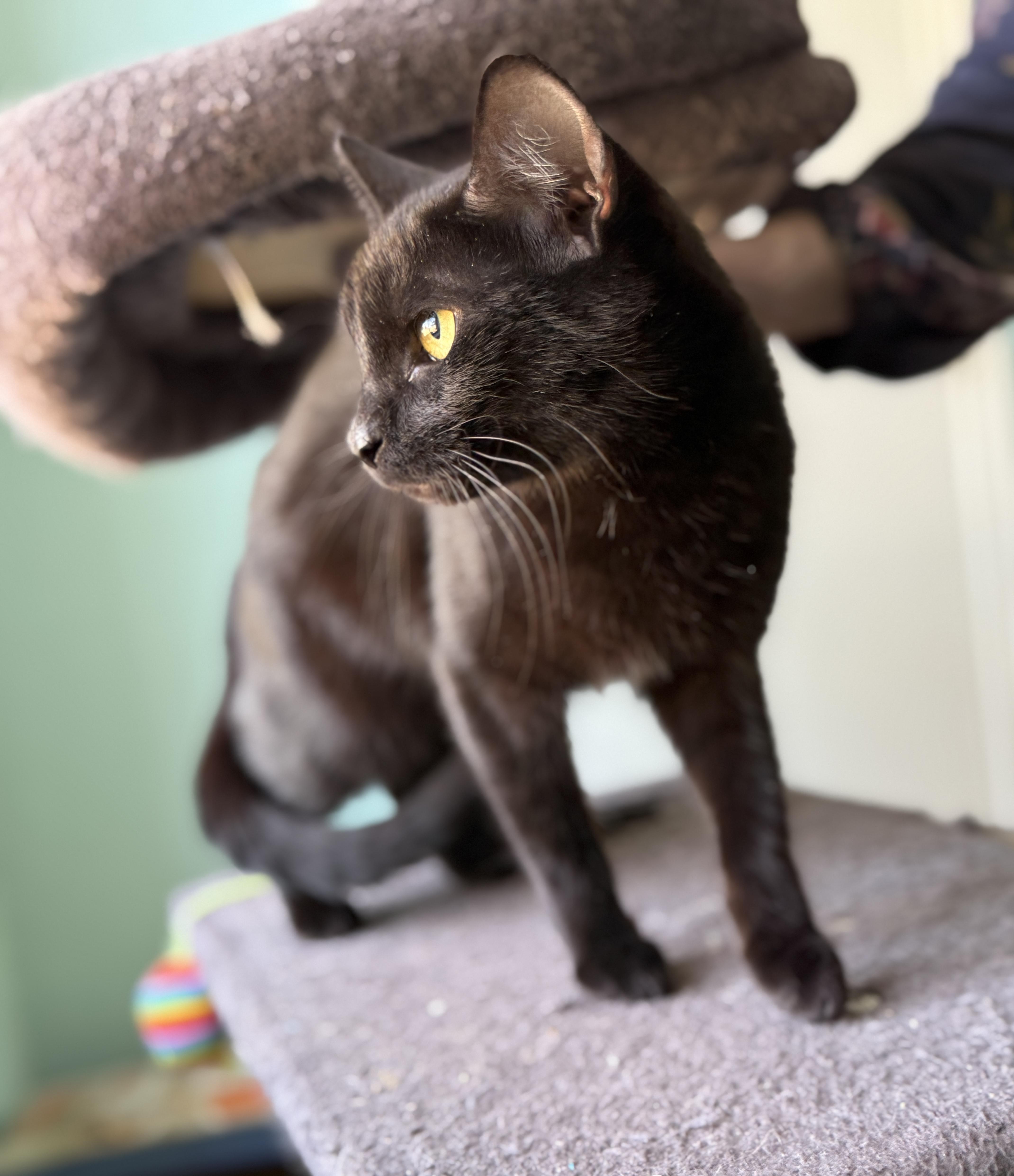 Enlarge Tilly, an adopted Domestic Short Hair in Keller, TX image 2/4