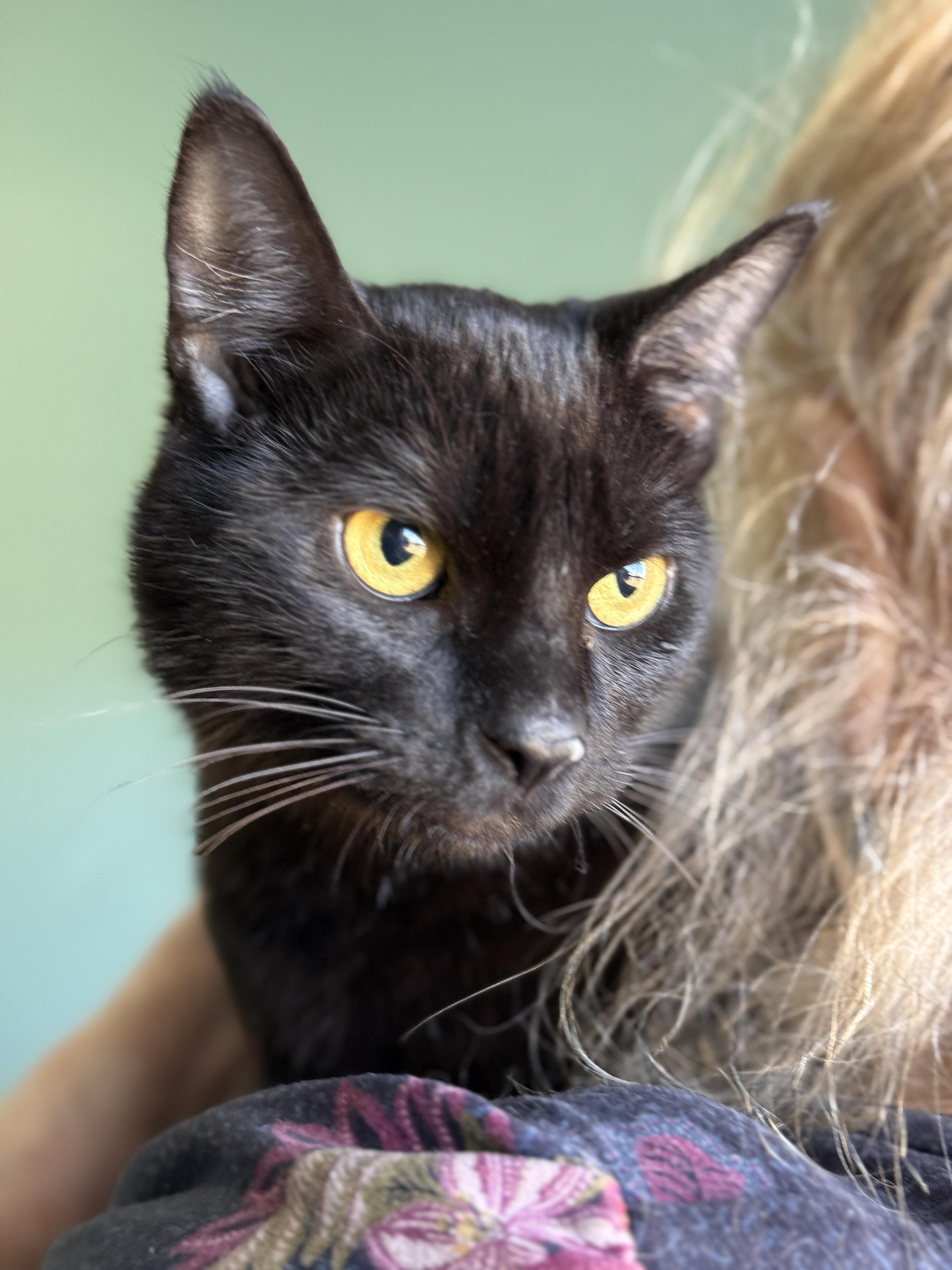 Tilly, adopted, Young Female Domestic Short Hair.