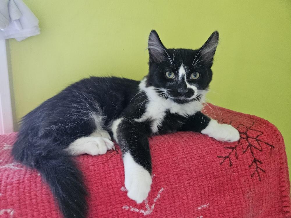 Enlarge Hermione - bonded with Harry Potter, a Adoptable Domestic Medium Hair in Pickering, ON image 1/6