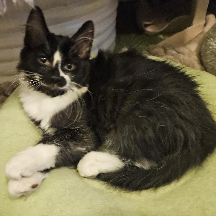 Hermione - bonded with Harry Potter, Adoptable, Kitten Female Domestic Medium Hair.