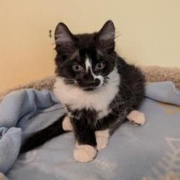 Enlarge Hermione - bonded with Harry Potter, a Adoptable Domestic Medium Hair in Pickering, ON image 4/6