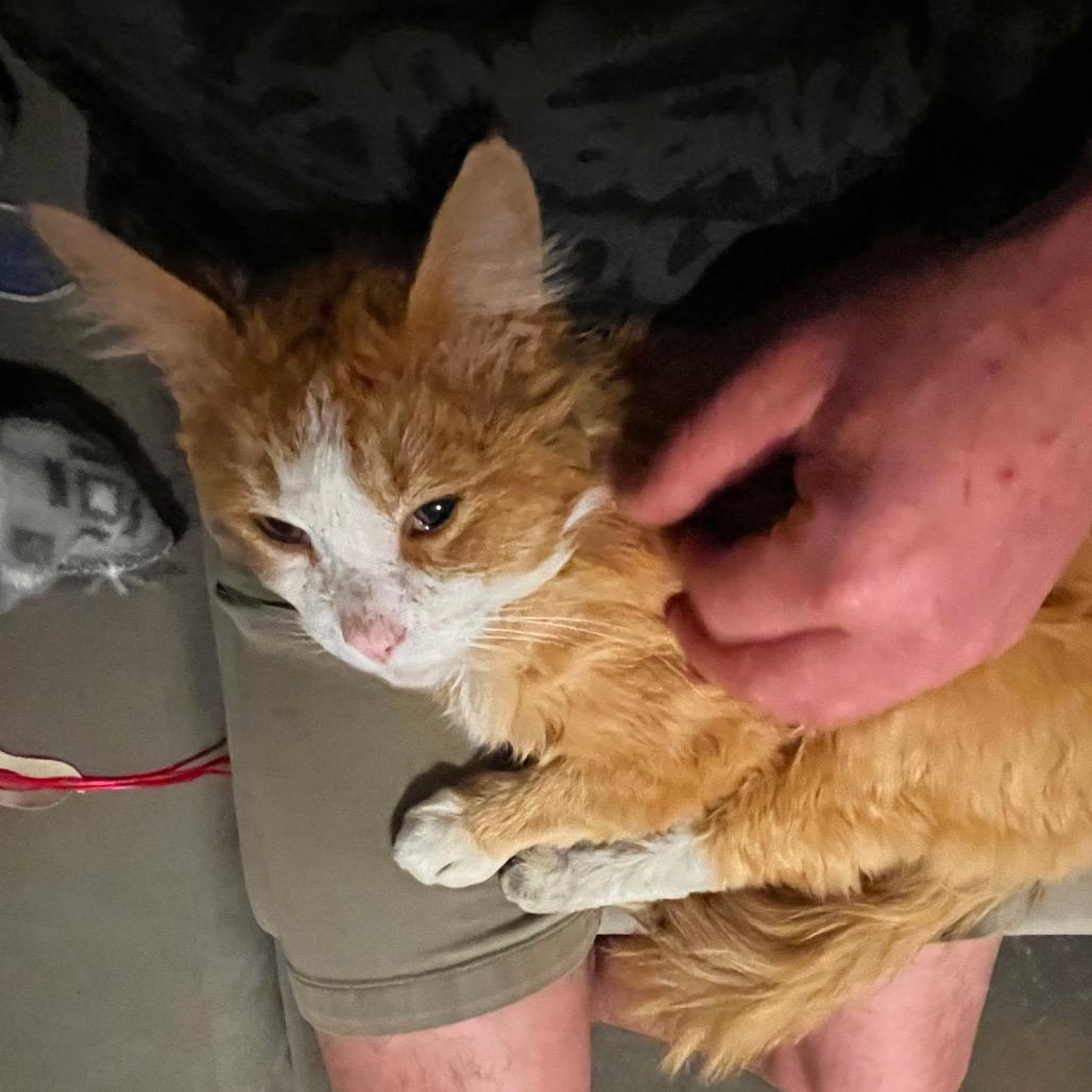 Enlarge Marvin, a Adoptable Domestic Short Hair in Grantsville, UT image 2/3