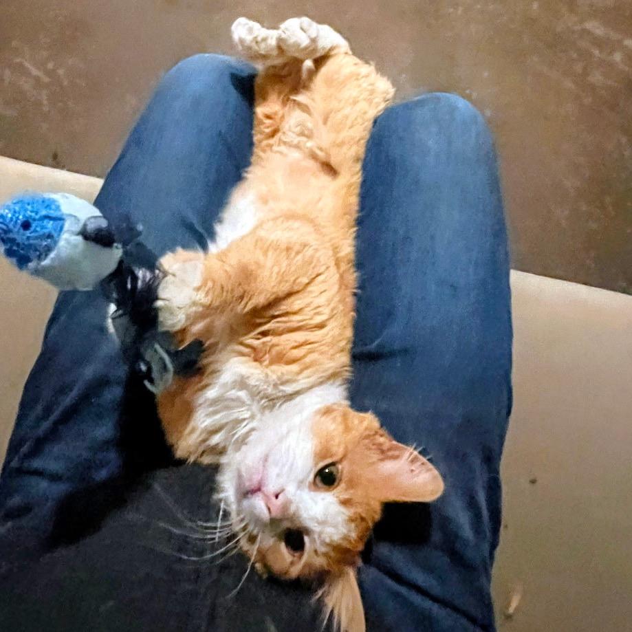 Enlarge Marvin, a Adoptable Domestic Short Hair in Grantsville, UT image 3/3