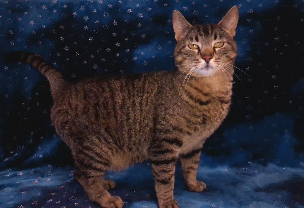 GOOSE, Adoptable, Adult Male Domestic Short Hair.