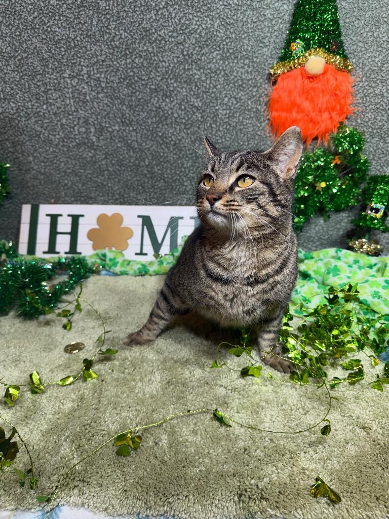 GOOSE, Adoptable, Adult Male Domestic Short Hair.