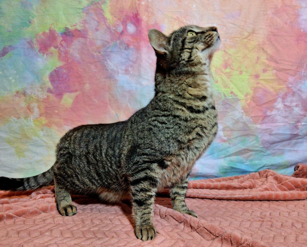 Enlarge GOOSE, a Adoptable mixed breed in Wintersville, OH image 2/4