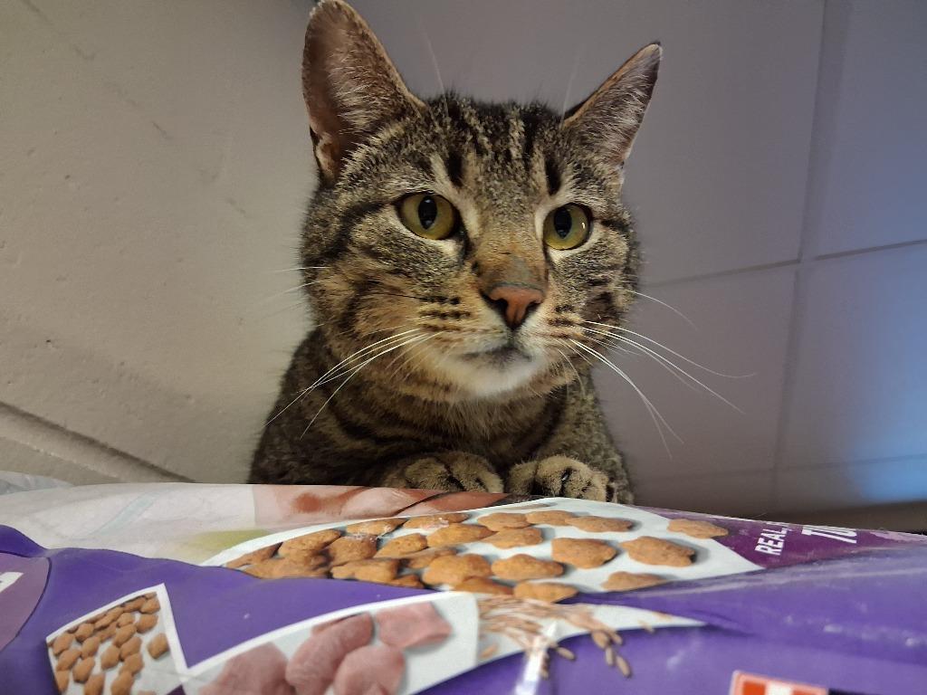 Enlarge GOOSE, a Adoptable mixed breed in Wintersville, OH image 3/6