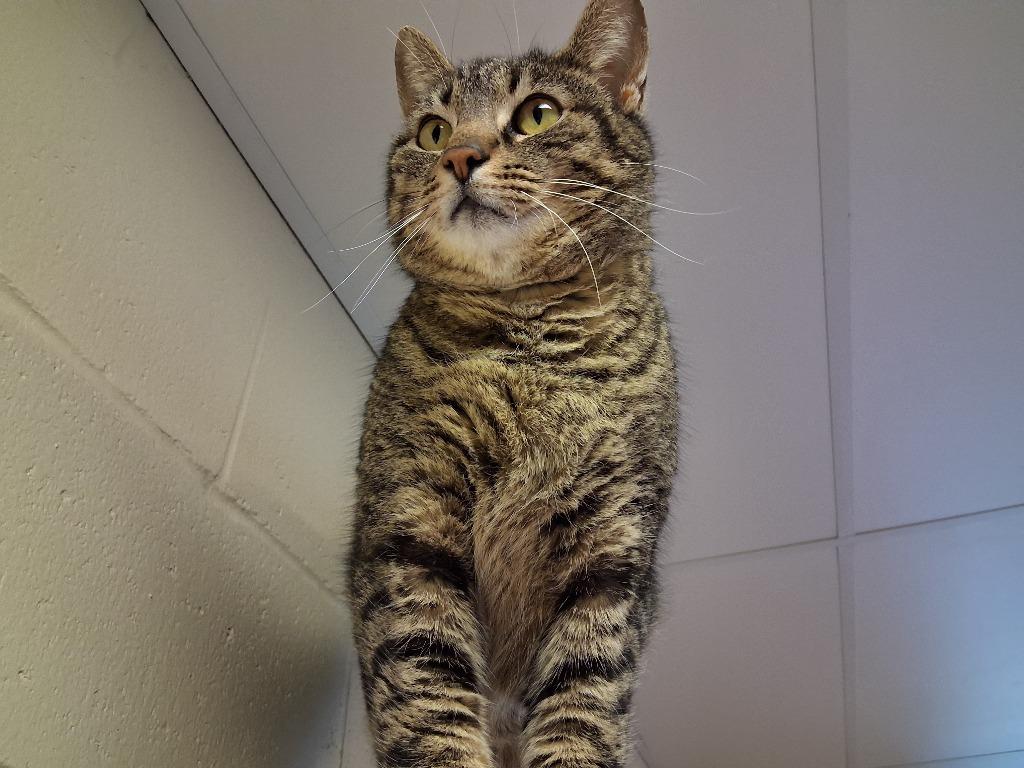 Enlarge GOOSE, a Adoptable mixed breed in Wintersville, OH image 4/6