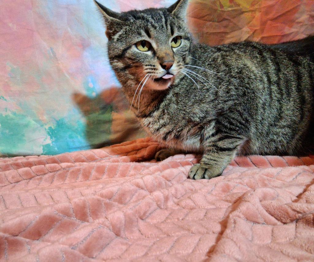 Enlarge GOOSE, a Adoptable mixed breed in Wintersville, OH image 3/4