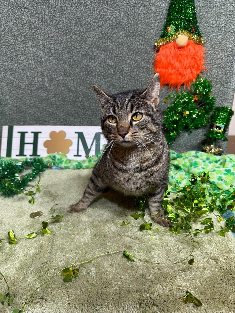 Enlarge GOOSE, a Adoptable mixed breed in Wintersville, OH image 4/4