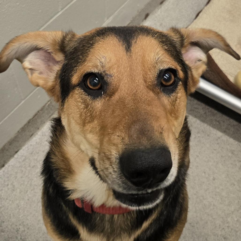 Enlarge Maze, a Adoptable mixed breed in Saint Cloud, MN image 1/6
