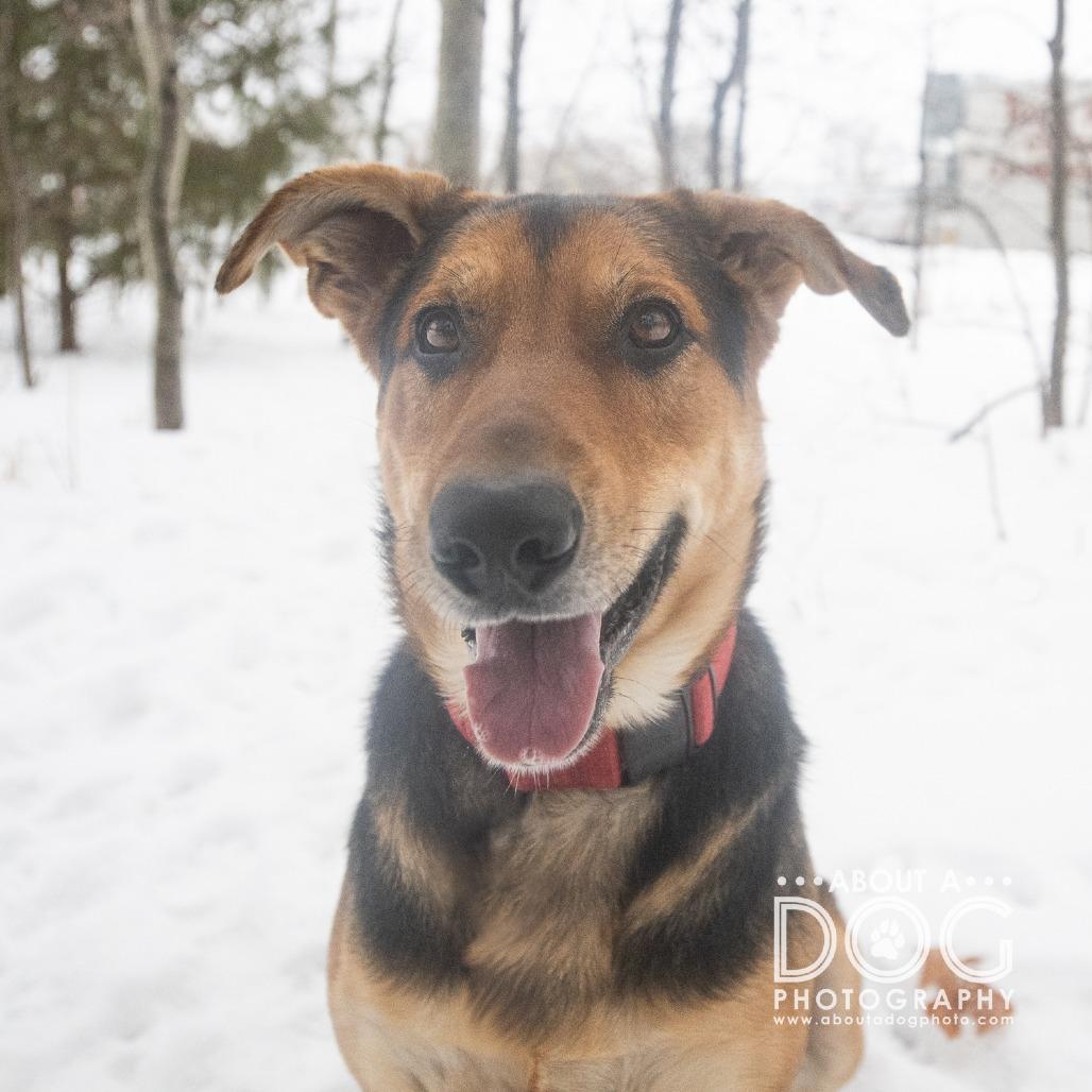 Enlarge Maze, a Adoptable mixed breed in Saint Cloud, MN image 2/6