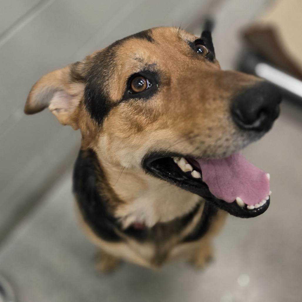 Enlarge Maze, a Adoptable mixed breed in Saint Cloud, MN image 3/6