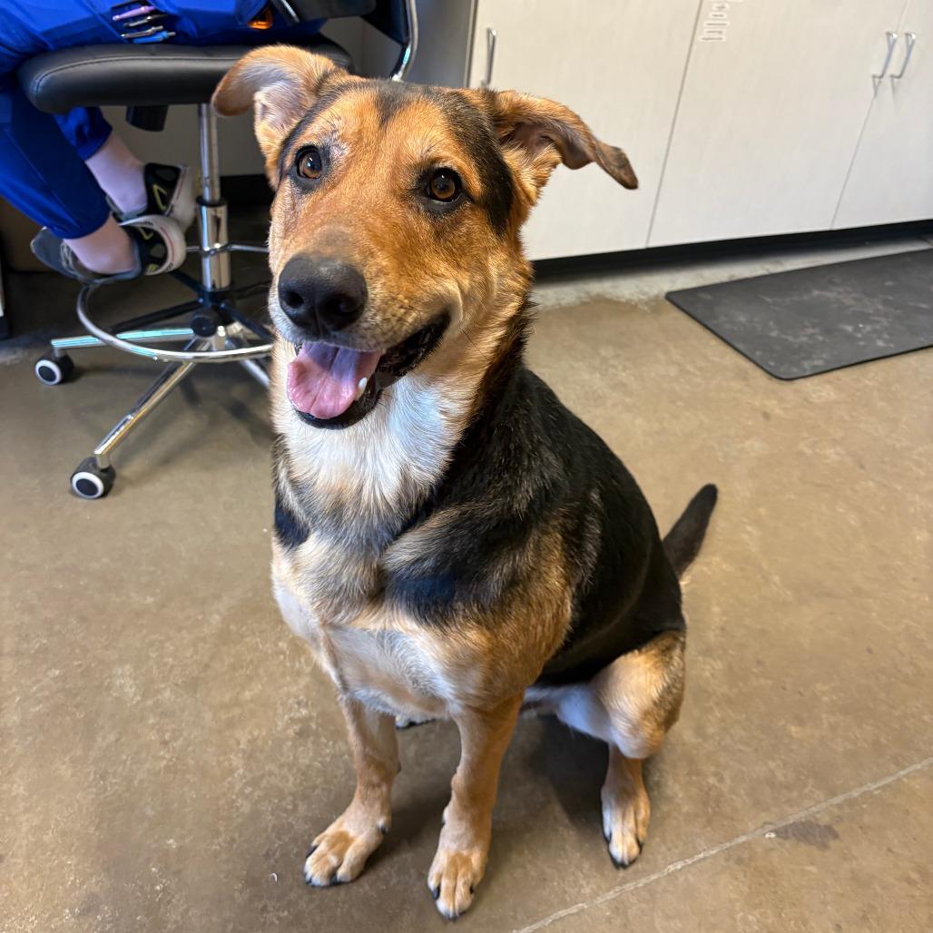 Enlarge Maze, a Adoptable mixed breed in Saint Cloud, MN image 4/6