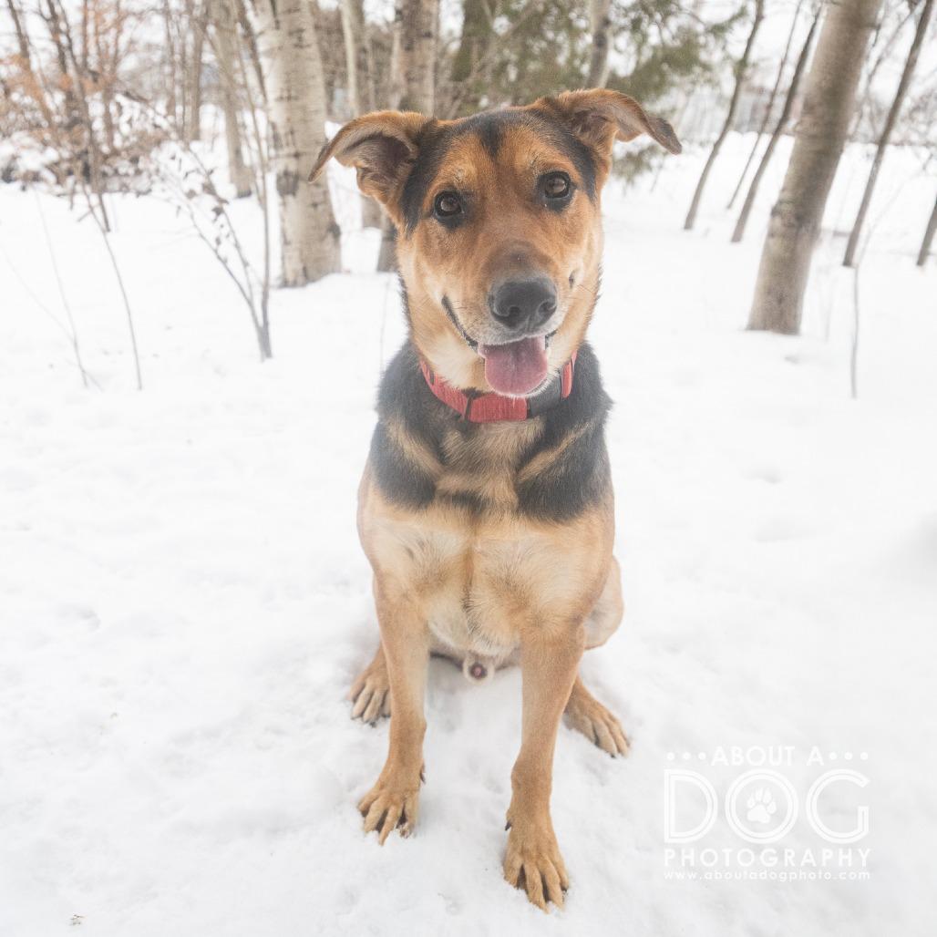 Enlarge Maze, a Adoptable mixed breed in Saint Cloud, MN image 5/6