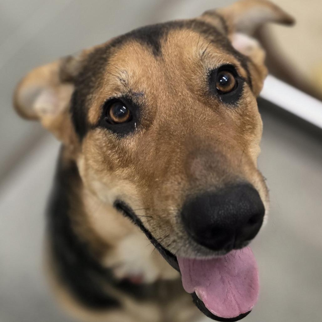 Enlarge Maze, a Adoptable mixed breed in Saint Cloud, MN image 6/6