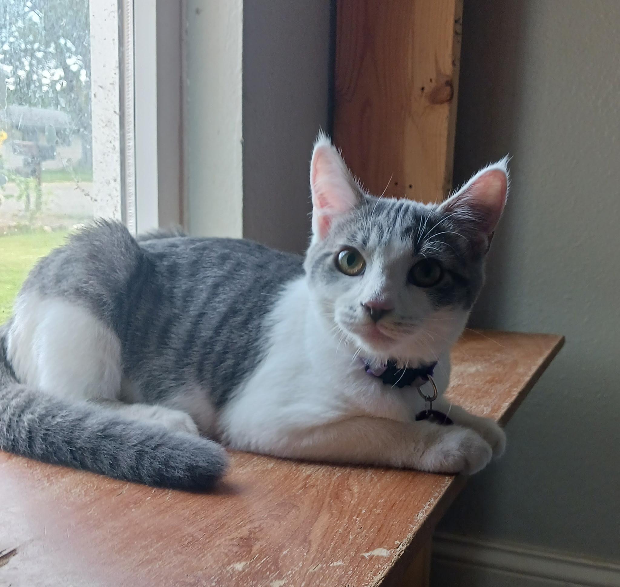 Enlarge Tac, a Adoptable Domestic Short Hair in Pasco, WA image 2/3