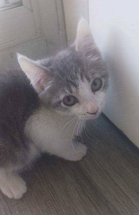 Enlarge Tac, a ADOPTABLE Domestic Short Hair in Pasco, WA image 2/4