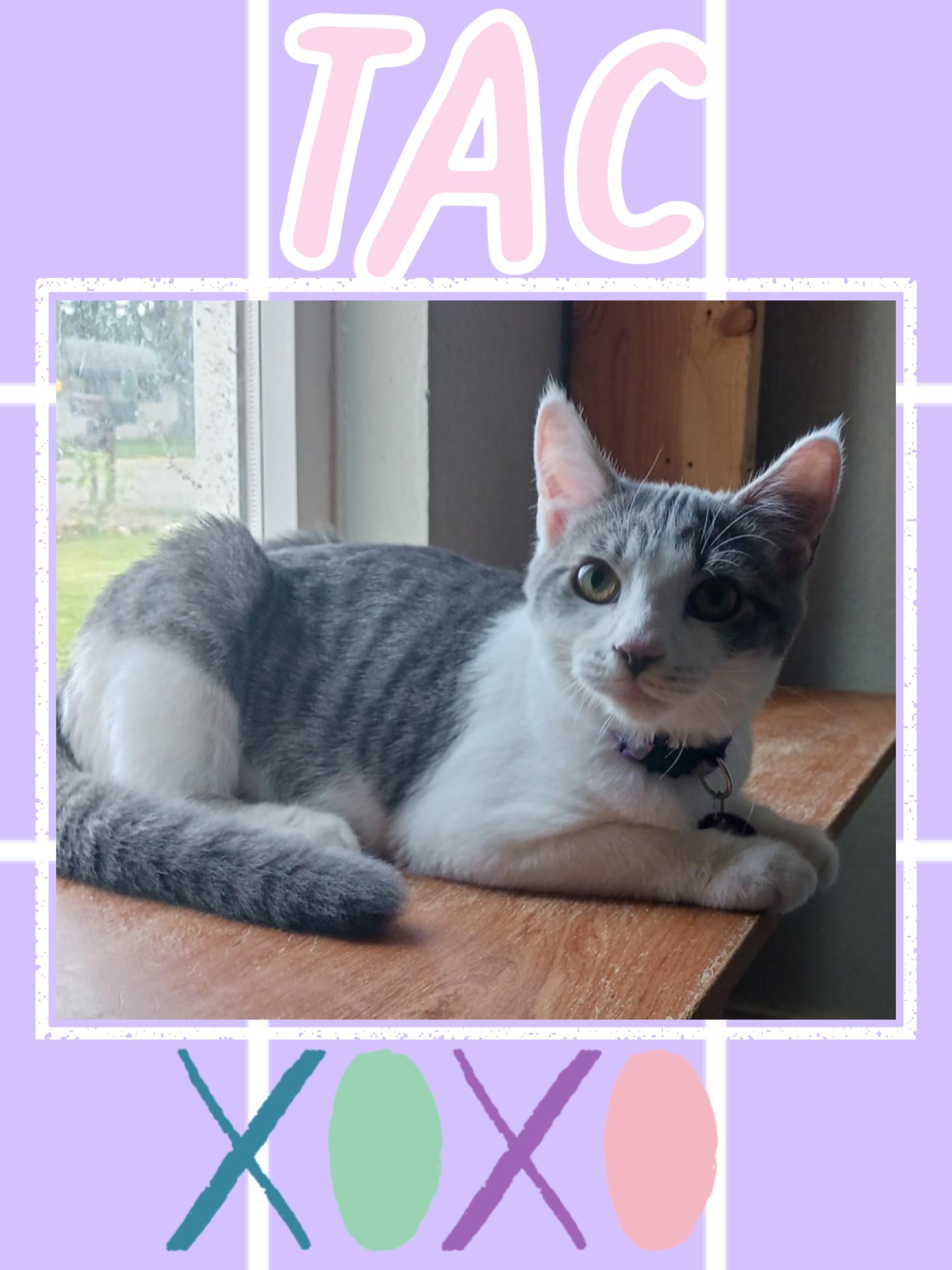 Enlarge Tac, a Adoptable Domestic Short Hair in Pasco, WA image 1/3
