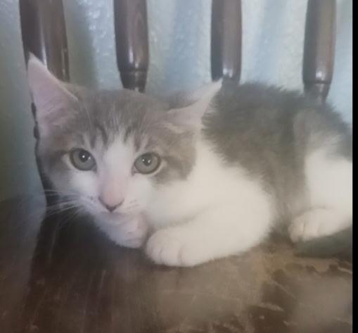 Enlarge Tac, a ADOPTABLE Domestic Short Hair in Pasco, WA image 4/4