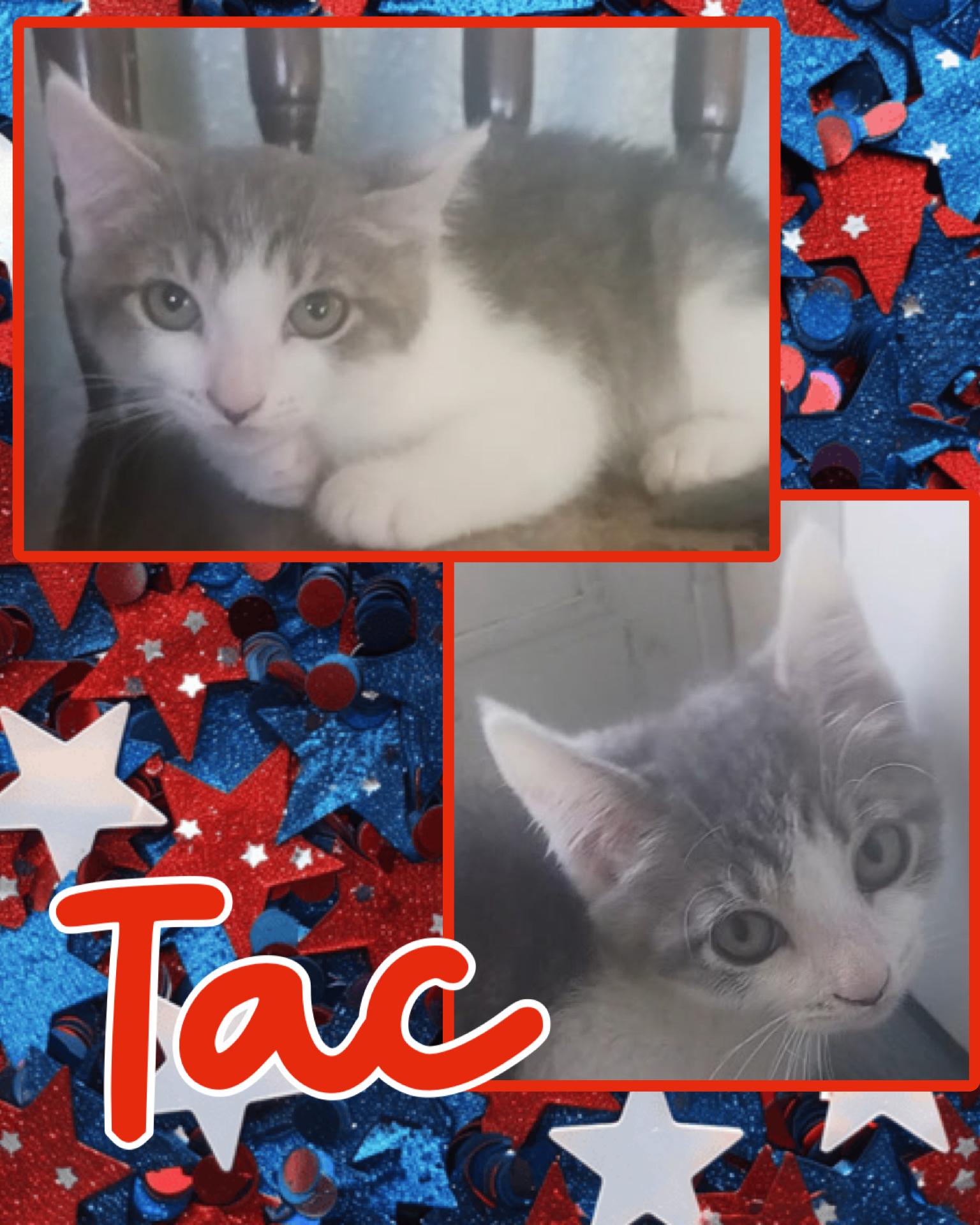 Enlarge Tac, a ADOPTABLE Domestic Short Hair in Pasco, WA image 1/4