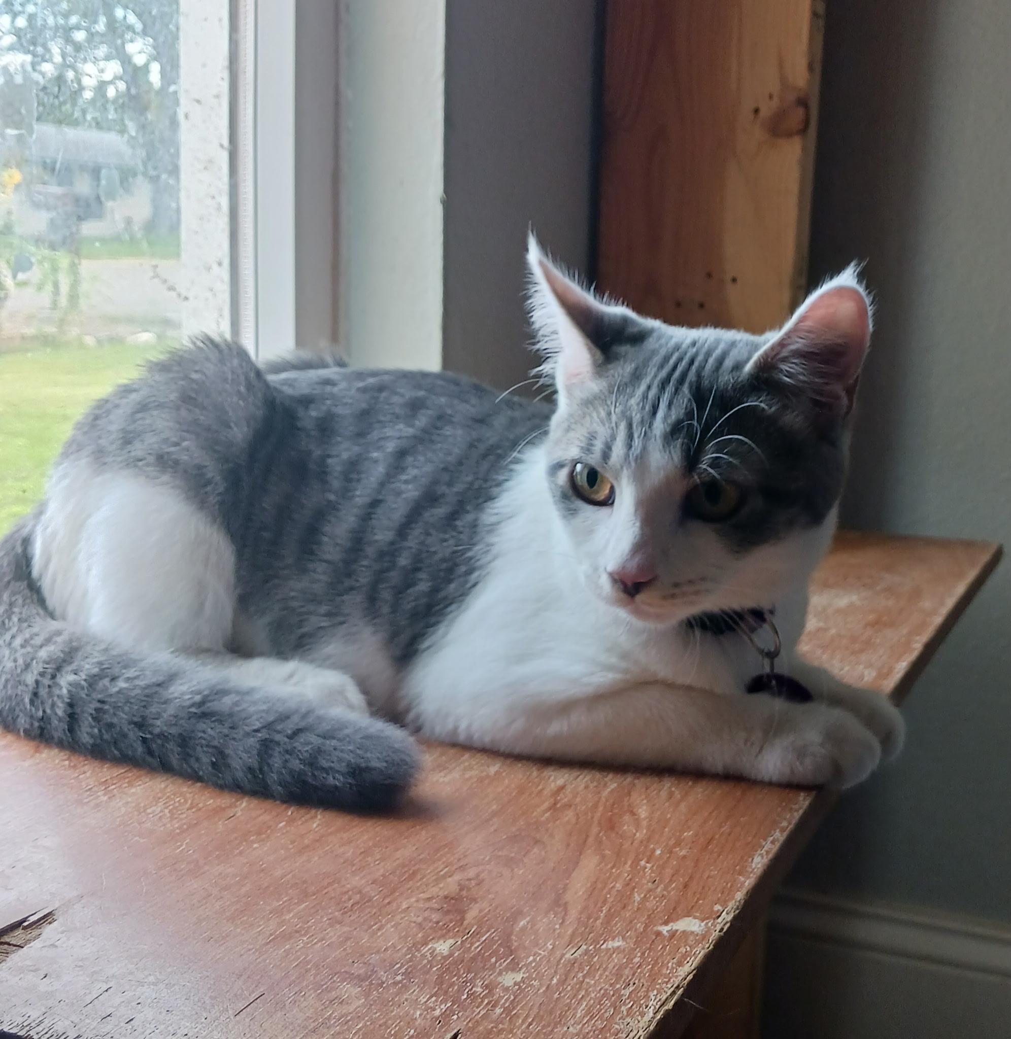 Enlarge Tac, a Adoptable Domestic Short Hair in Pasco, WA image 3/3