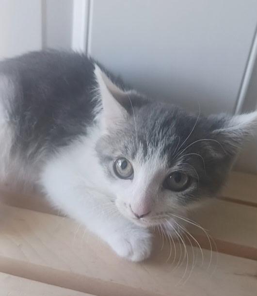 Enlarge Tac, a ADOPTABLE Domestic Short Hair in Pasco, WA image 3/4