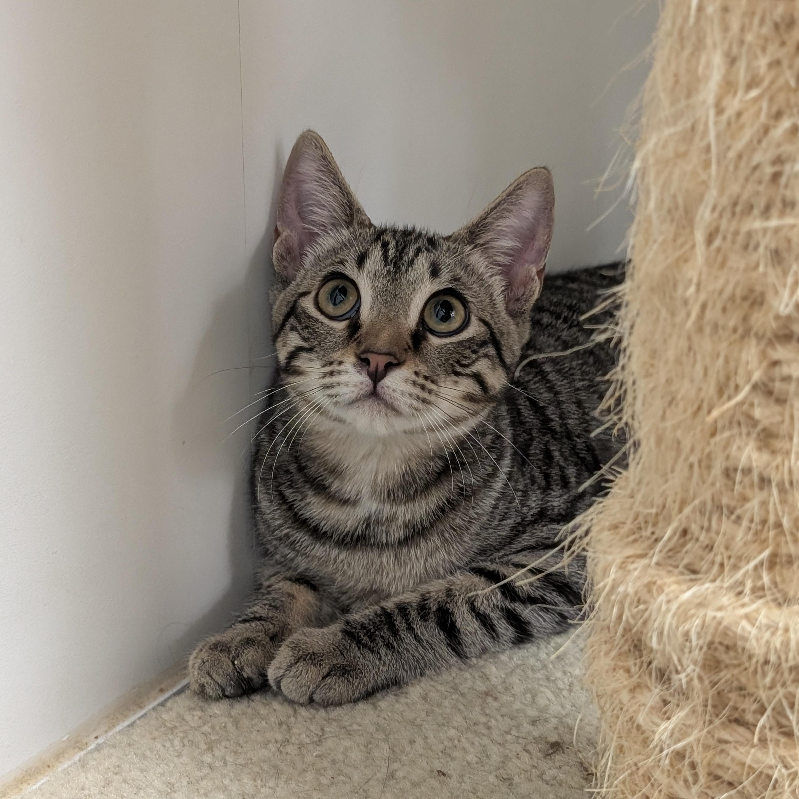 Enlarge Stripes, a Adoptable Domestic Short Hair in St. Augustine, FL image 2/2