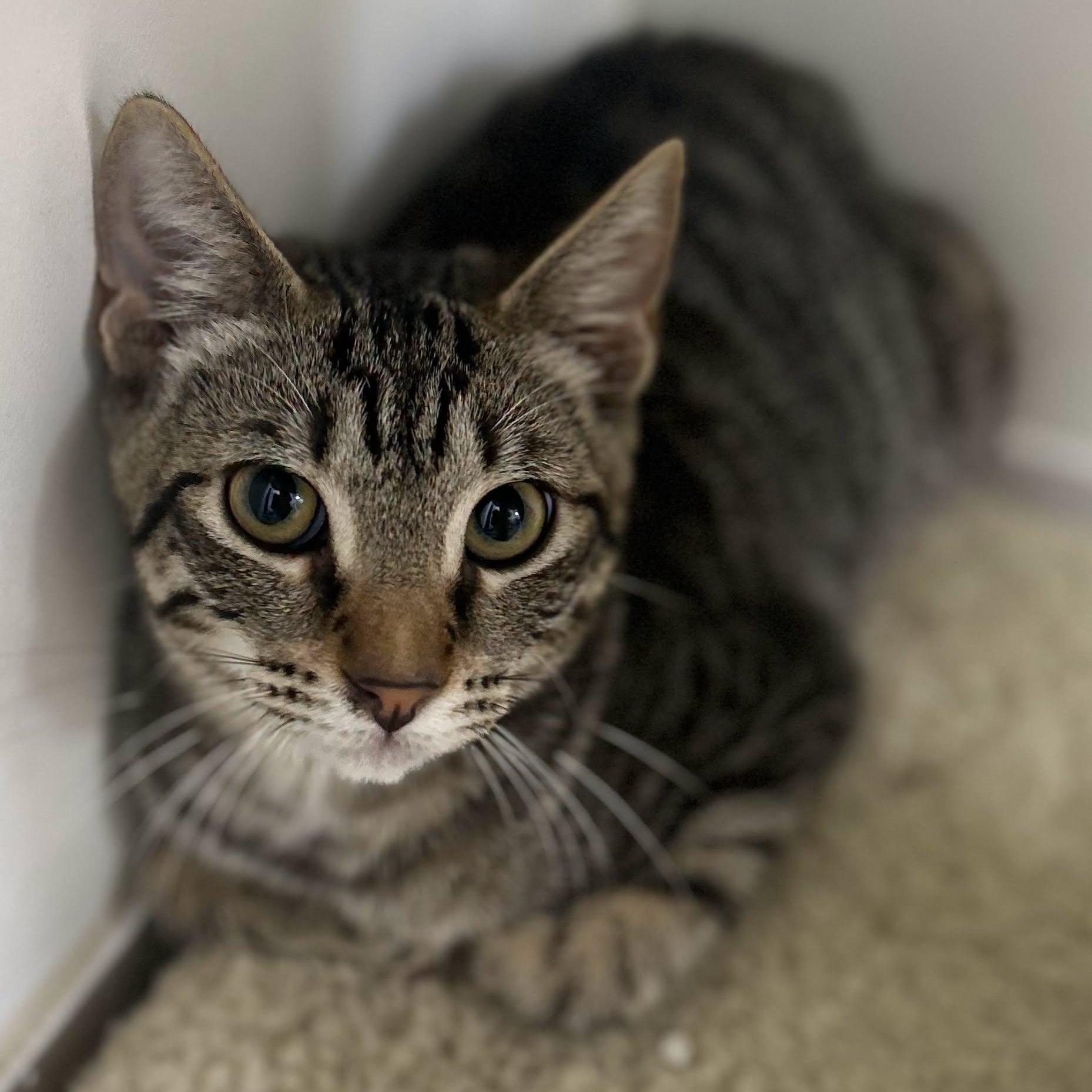 Stripes, Adoptable, Kitten Female Domestic Short Hair.