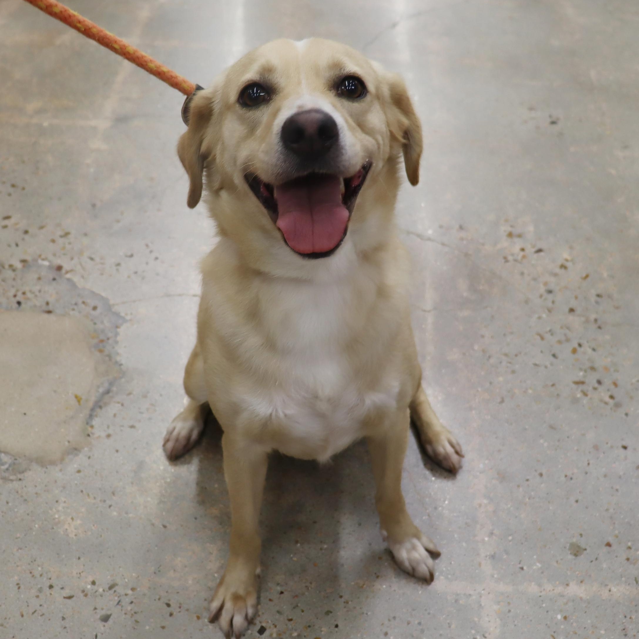 Scooter - Obedient and Active Lover Boy!, Adult Male Labrador Retriever