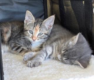 Enlarge Flower, an adopted Calico in Whispering Pines, NC image 2/5