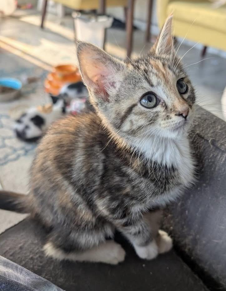 Enlarge Flower, an adopted Calico in Whispering Pines, NC image 3/5