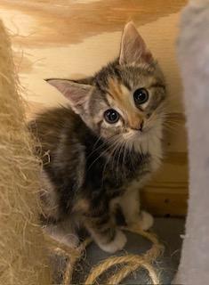 Enlarge Flower, an adopted Calico in Whispering Pines, NC image 4/5