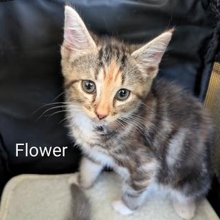 Flower, adopted, Kitten Female Calico.