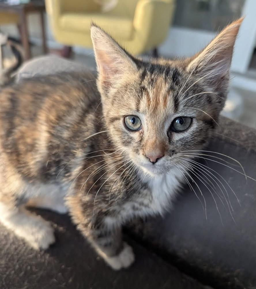 Enlarge Flower, an adopted Calico in Whispering Pines, NC image 5/5