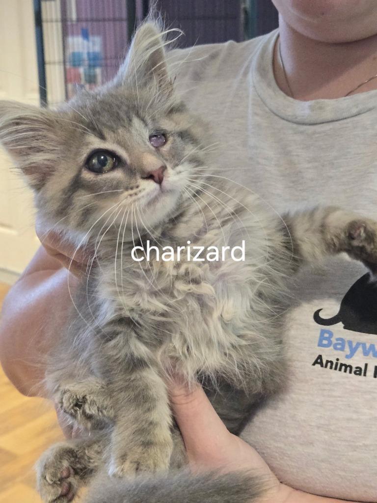 Charizard, Adopted, Kitten Female Domestic Long Hair.