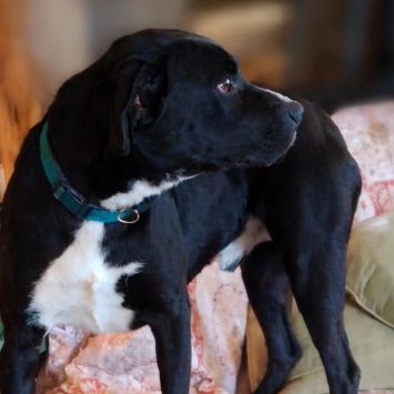 Snoop, Adoptable, Adult Male Black Labrador Retriever & Mixed Breed.