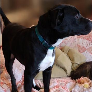 Enlarge Snoop, a Adoptable mixed breed in Pittsburg, KS image 2/2