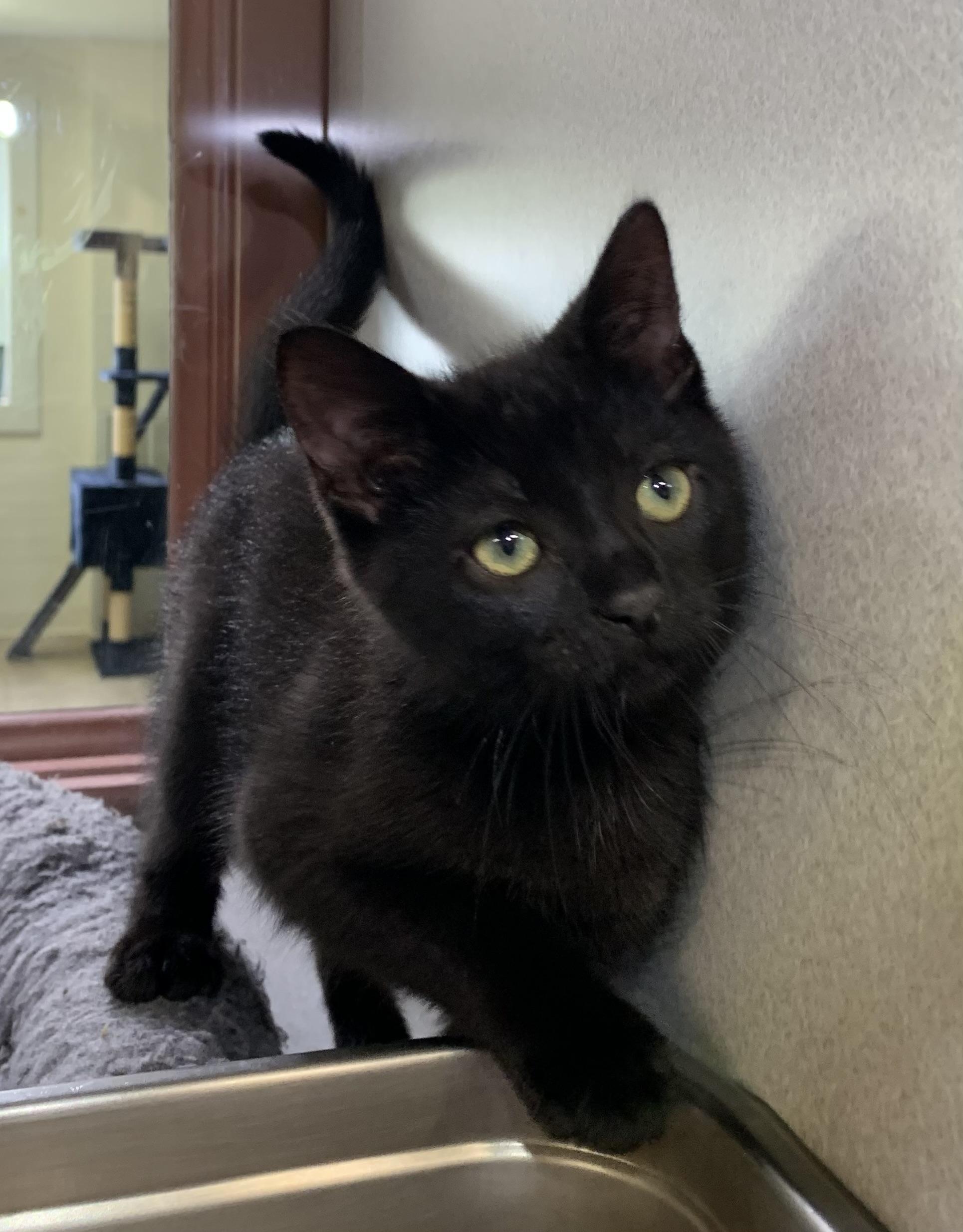 Orion, adopted, Kitten Male Domestic Short Hair.