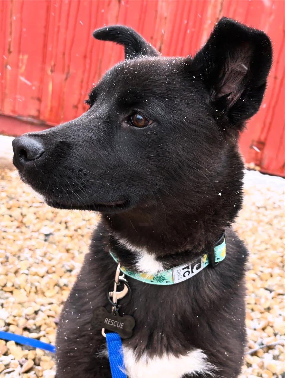 Enlarge Mika, a ADOPTABLE mixed breed in Edmonton, AB image 2/4