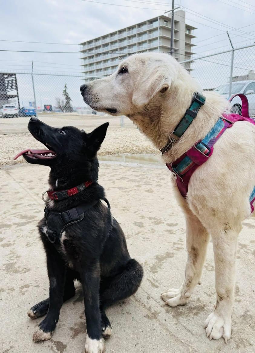 Enlarge Mika, a ADOPTABLE mixed breed in Edmonton, AB image 4/4