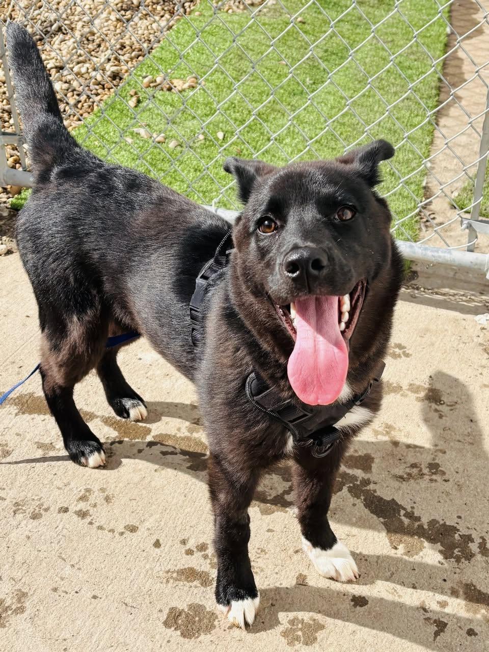 Enlarge Mika, a ADOPTABLE mixed breed in Edmonton, AB image 3/4